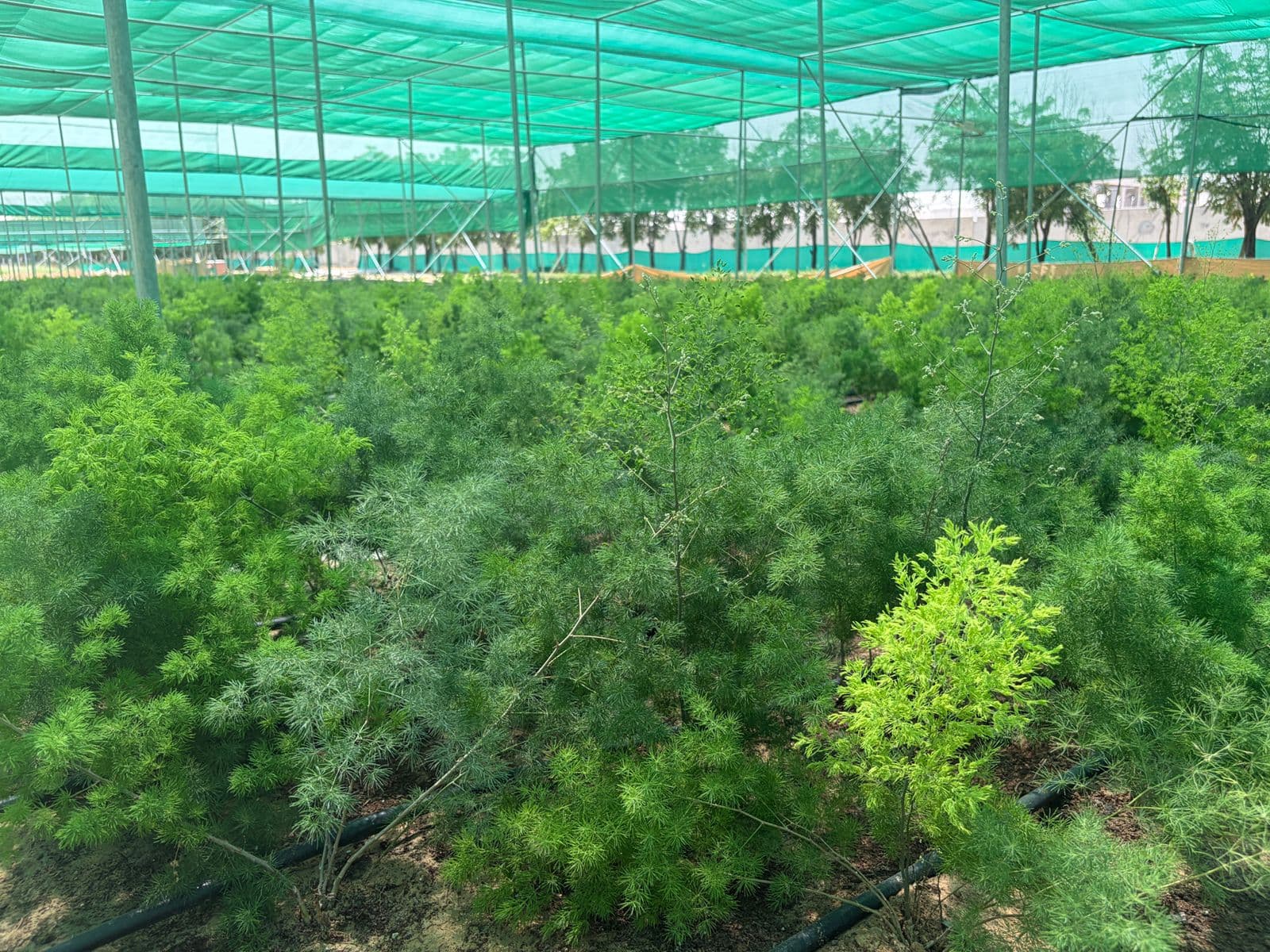 Greenhouse interior with drip irrigation rows