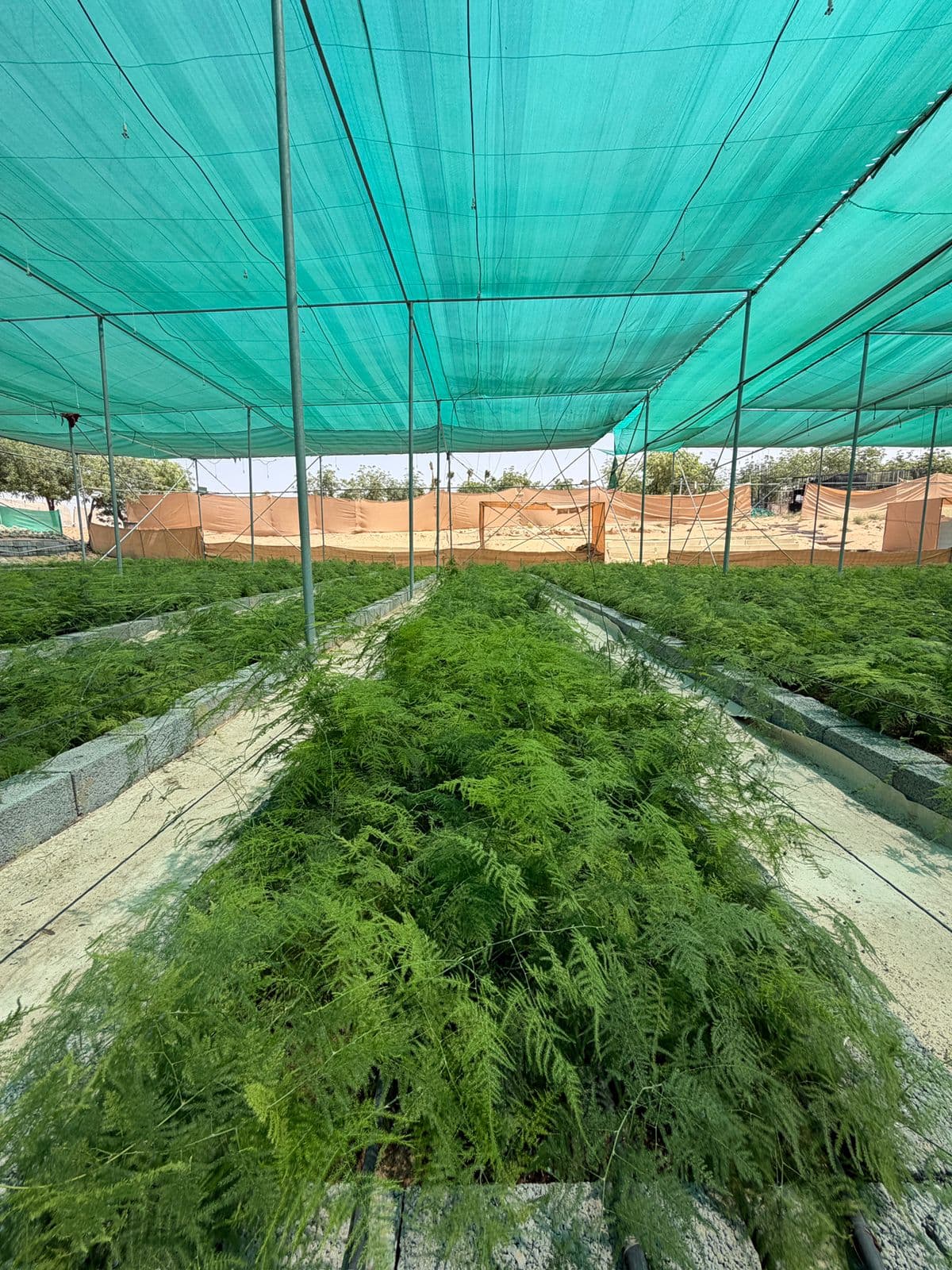 Cooling pads along greenhouse wall